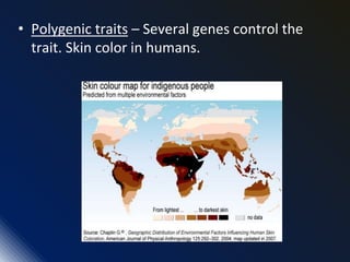• Polygenic traits – Several genes control the
trait. Skin color in humans.
 