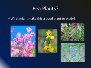 Pea Plants?
– What might make this a good plant to study?
 