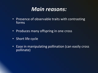 Main reasons:
• Presence of observable traits with contrasting
forms
• Produces many offspring in one cross
• Short life cycle
• Ease in manipulating pollination (can easily cross
pollinate)
 