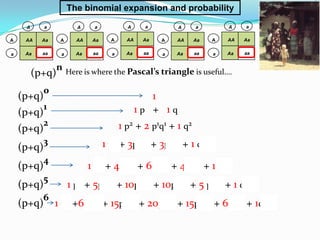 The binomial expansion and probability

     A      a           A     a            A     a        A     a        A    a

A    AA    Aa     A     AA    Aa     A     AA    Aa   A   AA    Aa   A   AA   Aa


a    Aa    aa     a     Aa    aa     a     Aa    aa   a   Aa    aa   a   Aa   aa


                 n Here is where the Pascal’s triangle is useful….
         (p+q)
            0
    (p+q)                                          1
            1                                   1p + 1q
    (p+q)
            2                            1 p2 + 2 p1q1 + 1 q2
    (p+q)
            3                      1 p3 + 3p2q1 + 3p1q2 + 1 q3
    (p+q)
            4
    (p+q)                    1 p4 + 4p3q1 + 6p2q2 + 4p1q3 + 1 q4
            5
    (p+q)             1 p5 + 5p4q1 + 10p3q2 + 10p2q3 + 5 p1q4 + 1 q5
            6
    (p+q)       1 p6 +6p5q1 + 15p4q2 + 20p3q3 + 15p2q4 + 6p1q5 + 1q6
 