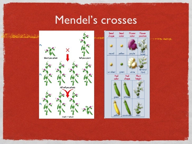 Genetics:mendel powerpoint
