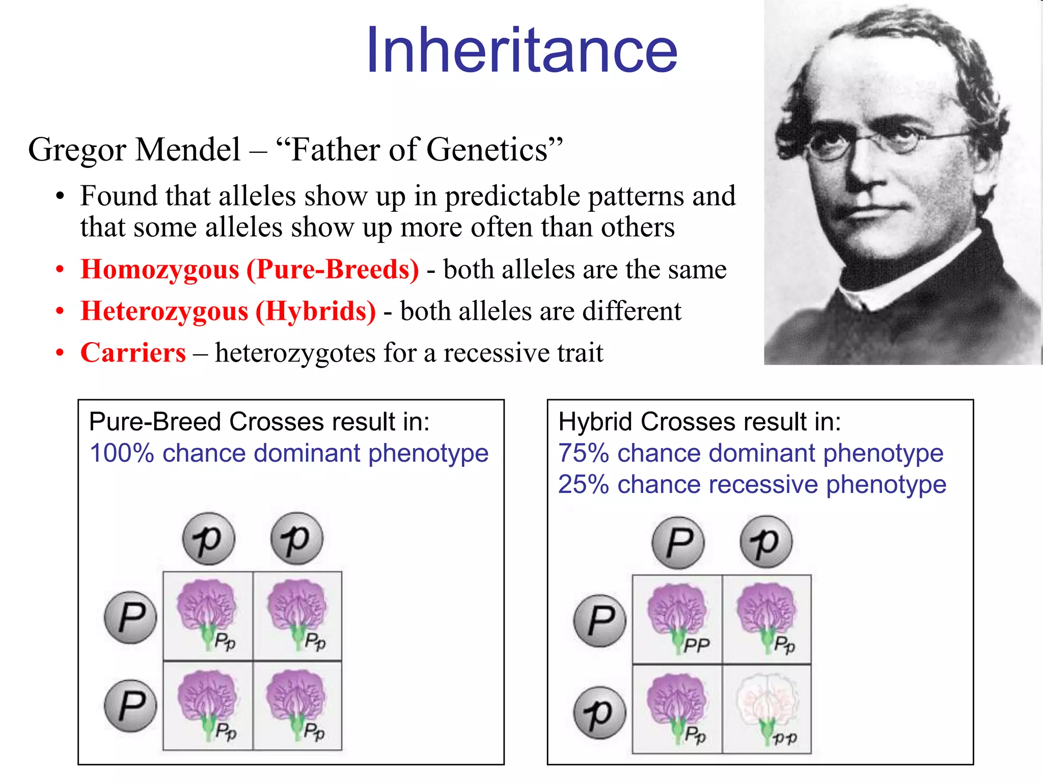 Inheritance
Gregor Mendel – “Father of Genetics”
 • Found that alleles show up in predictable patterns and
   that some alleles show up more often than others
 • Homozygous (Pure-Breeds) - both alleles are the same
 • Heterozygous (Hybrids) - both alleles are different
 • Carriers – heterozygotes for a recessive trait

    Pure-Breed Crosses result in:         Hybrid Crosses result in:
    100% chance dominant phenotype        75% chance dominant phenotype
                                          25% chance recessive phenotype
 