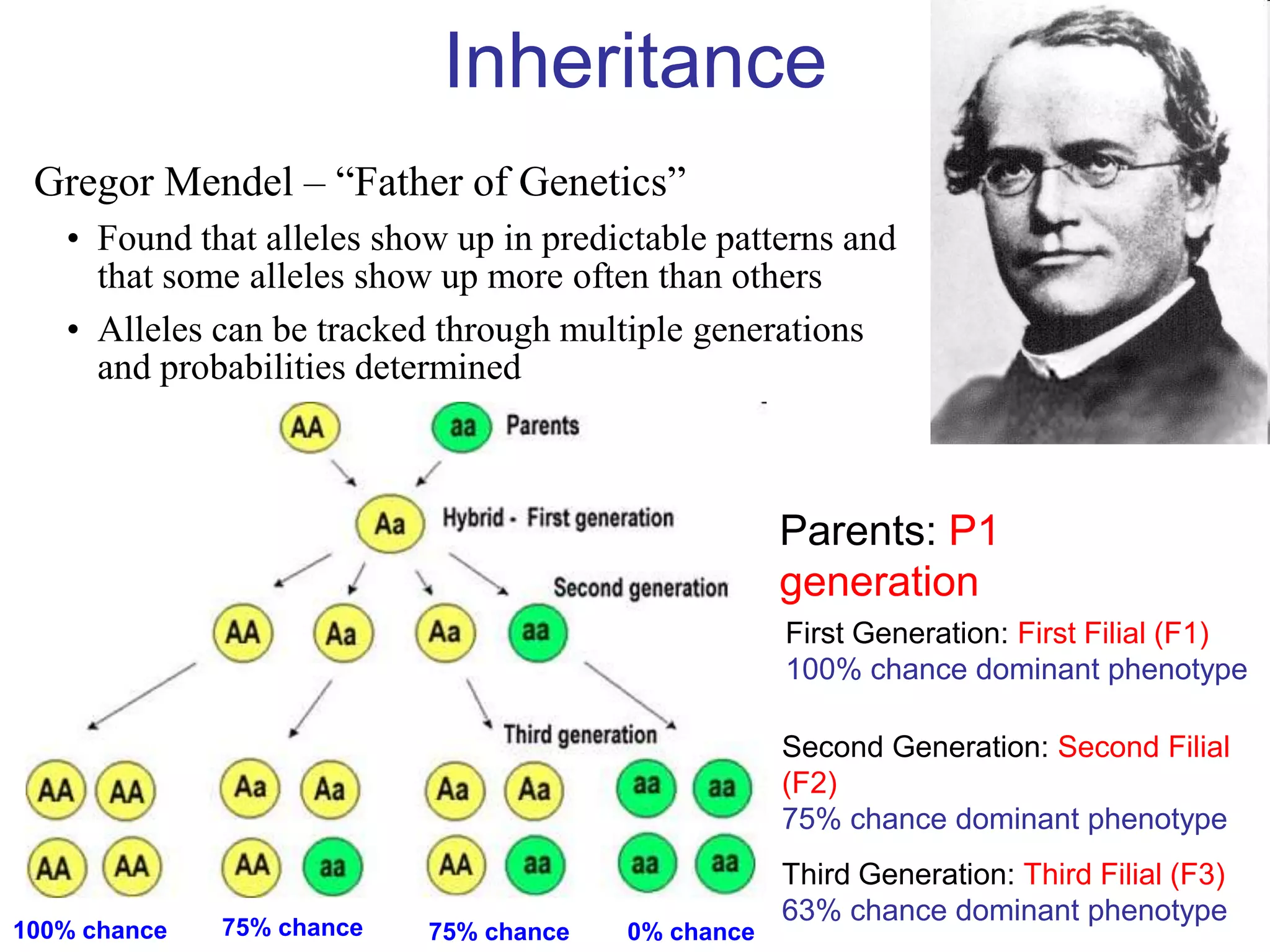 Inheritance
 Gregor Mendel – “Father of Genetics”
   • Found that alleles show up in predictable patterns and
     that some alleles show up more often than others
   • Alleles can be tracked through multiple generations
     and probabilities determined



                                                    Parents: P1
                                                    generation
                                                    First Generation: First Filial (F1)
                                                    100% chance dominant phenotype

                                                    Second Generation: Second Filial
                                                    (F2)
                                                    75% chance dominant phenotype
                                                    Third Generation: Third Filial (F3)
                                                    63% chance dominant phenotype
100% chance   75% chance   75% chance   0% chance
 