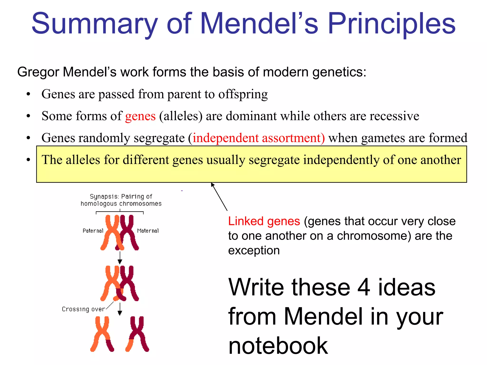 Summary of Mendel’s Principles
Gregor Mendel’s work forms the basis of modern genetics:
 • Genes are passed from parent to offspring
 • Some forms of genes (alleles) are dominant while others are recessive
 • Genes randomly segregate (independent assortment) when gametes are formed
 • The alleles for different genes usually segregate independently of one another



                                      Linked genes (genes that occur very close
                                      to one another on a chromosome) are the
                                      exception


                                      Write these 4 ideas
                                      from Mendel in your
                                      notebook
 