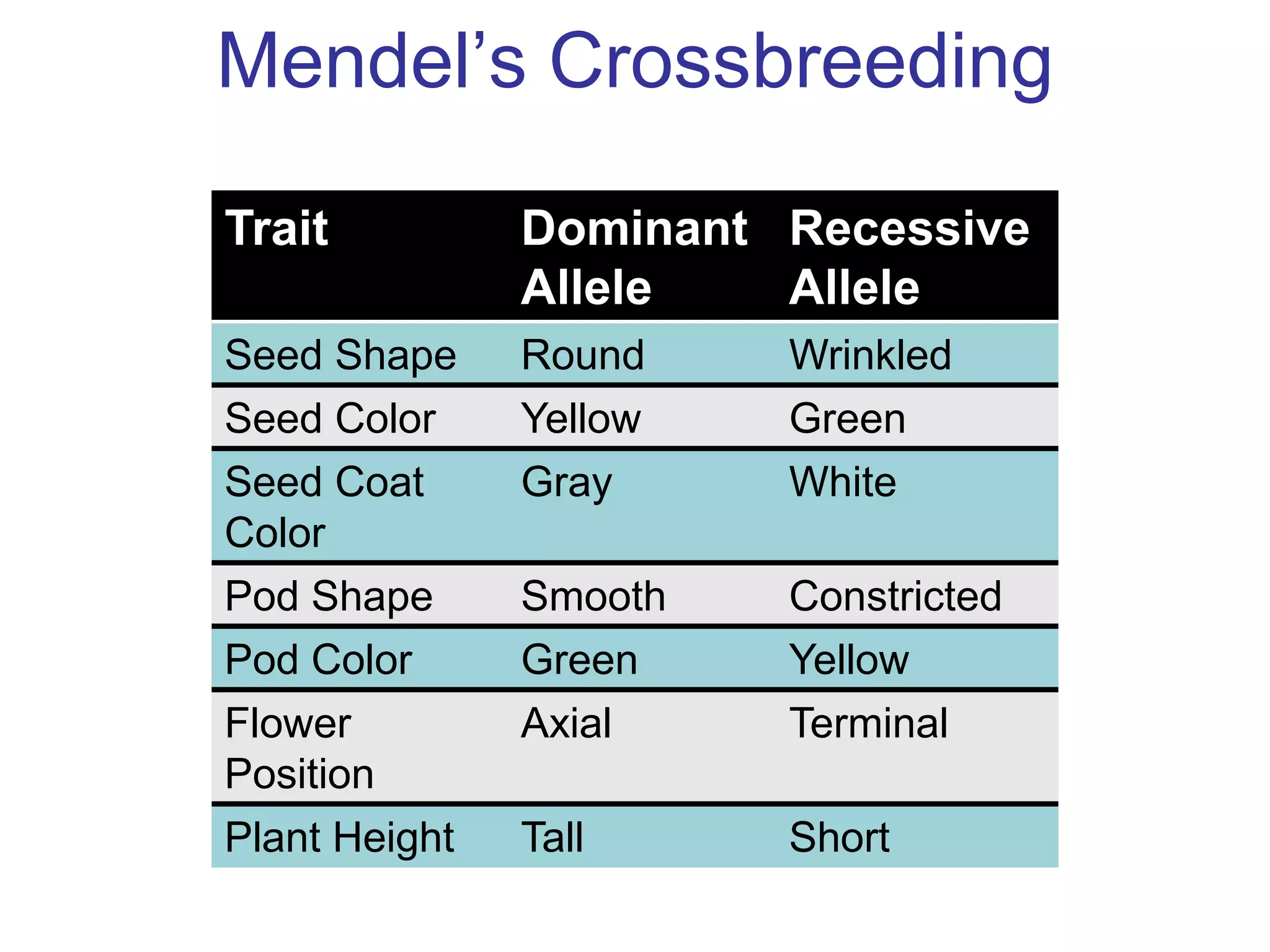 Mendel’s Crossbreeding

Trait          Dominant Recessive
               Allele   Allele
Seed Shape     Round    Wrinkled
Seed Color     Yellow   Green
Seed Coat      Gray     White
Color
Pod Shape      Smooth   Constricted
Pod Color      Green    Yellow
Flower         Axial    Terminal
Position
Plant Height   Tall     Short
 
