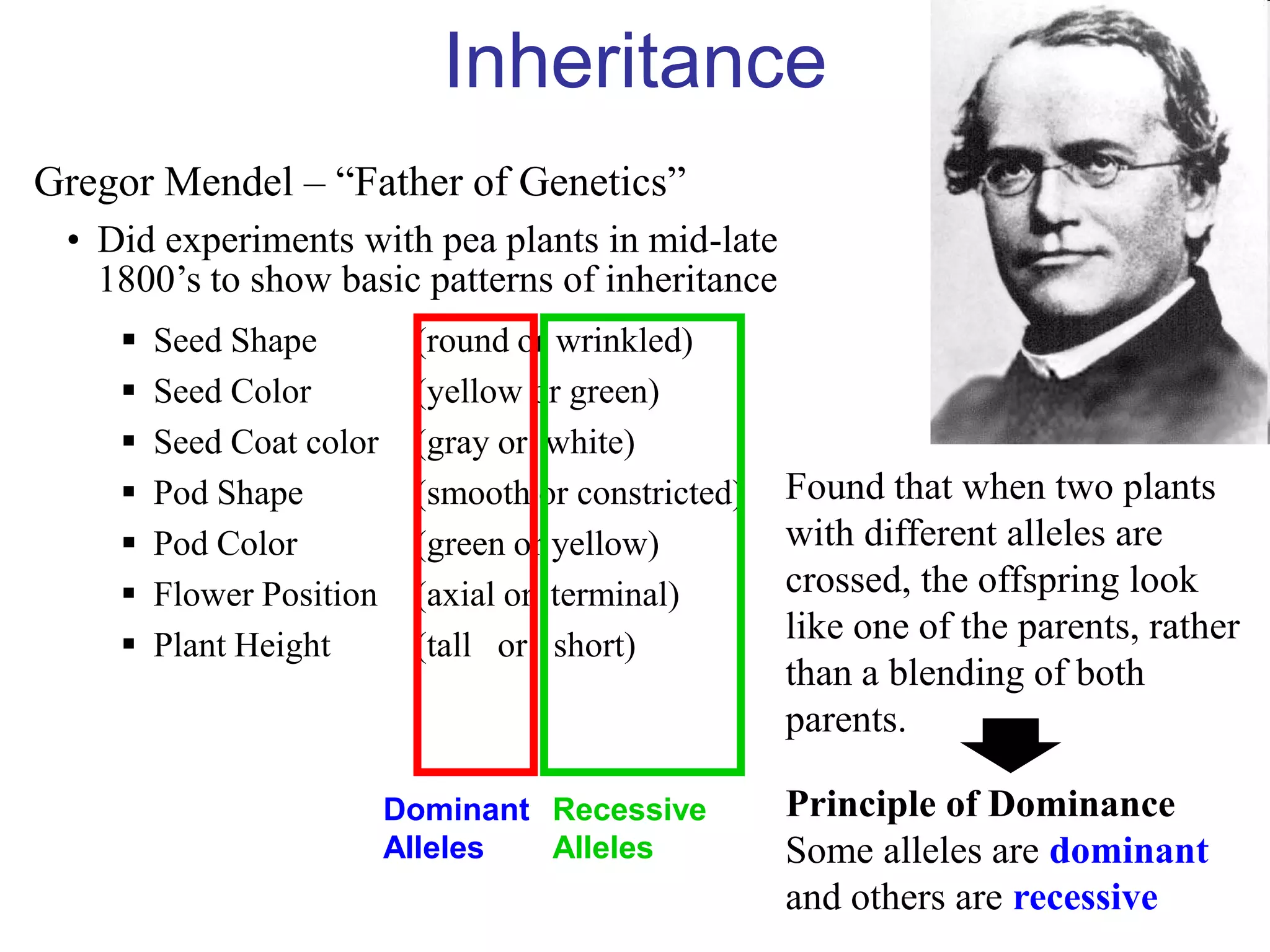 Inheritance
Gregor Mendel – “Father of Genetics”
 • Did experiments with pea plants in mid-late
   1800’s to show basic patterns of inheritance
       Seed Shape         (round or wrinkled)
       Seed Color         (yellow or green)
       Seed Coat color    (gray or white)
       Pod Shape          (smooth or constricted)   Found that when two plants
       Pod Color          (green or yellow)         with different alleles are
       Flower Position    (axial or terminal)       crossed, the offspring look
       Plant Height       (tall or short)
                                                     like one of the parents, rather
                                                     than a blending of both
                                                     parents.

                          Dominant Recessive         Principle of Dominance
                          Alleles  Alleles           Some alleles are dominant
                                                     and others are recessive
 
