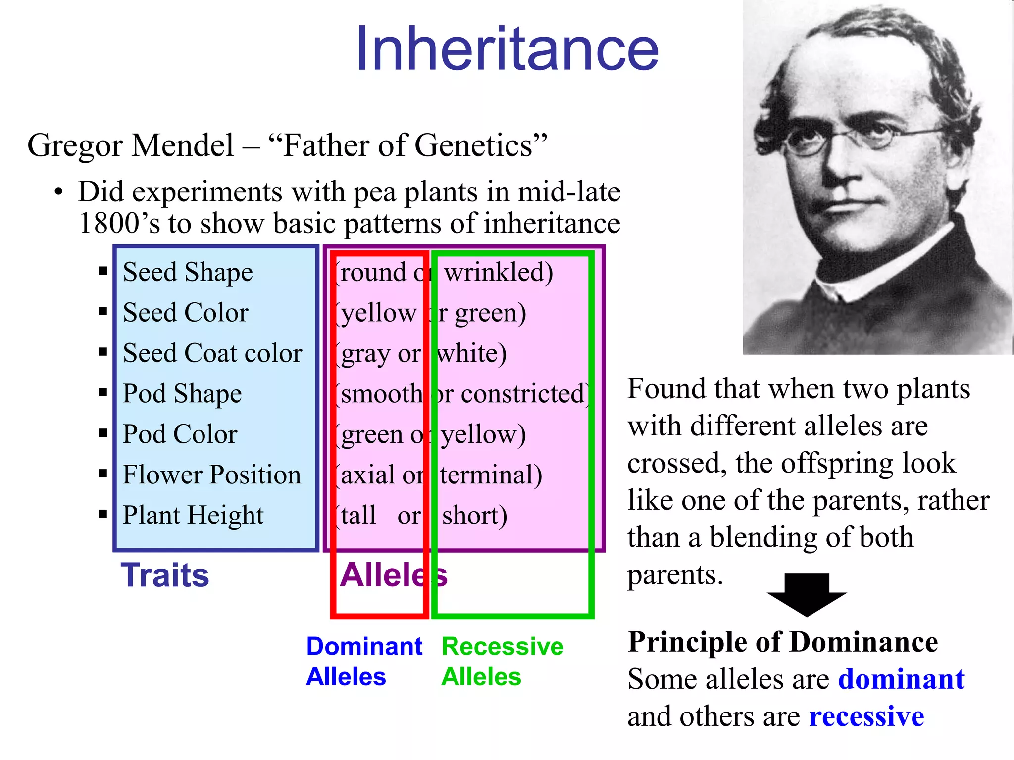 Inheritance
Gregor Mendel – “Father of Genetics”
 • Did experiments with pea plants in mid-late
   1800’s to show basic patterns of inheritance
       Seed Shape         (round or wrinkled)
       Seed Color         (yellow or green)
       Seed Coat color    (gray or white)
       Pod Shape          (smooth or constricted)   Found that when two plants
       Pod Color          (green or yellow)         with different alleles are
       Flower Position    (axial or terminal)       crossed, the offspring look
       Plant Height       (tall or short)
                                                     like one of the parents, rather
                                                     than a blending of both
        Traits              Alleles                  parents.

                          Dominant Recessive         Principle of Dominance
                          Alleles  Alleles           Some alleles are dominant
                                                     and others are recessive
 