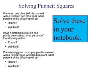 Solving Punnett Squares
If a round pea plant (AA) is crossed
with a wrinkled pea plant (aa), what
percent of the offspring will be:
 • Round?                                  Solve these
 • Wrinkled?

If two heterozygous round pea
                                           in your
plants are crossed, what percent of
the offspring will be:
 • Round?
                                           notebook.
 • Wrinkled?

If a heterozygous round pea plant is crossed
with a homozygous wrinkled pea plant, what
percent of the offspring will be:
 • Round?
 • Wrinkled?
 