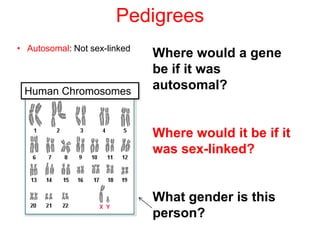Pedigrees
• Autosomal: Not sex-linked
                              Where would a gene
                              be if it was
 Human Chromosomes
                              autosomal?


                              Where would it be if it
                              was sex-linked?


                              What gender is this
                              person?
 