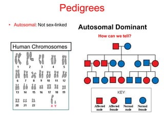 Pedigrees
• Autosomal: Not sex-linked
                              Autosomal Dominant
                                   How can we tell?

 Human Chromosomes
 