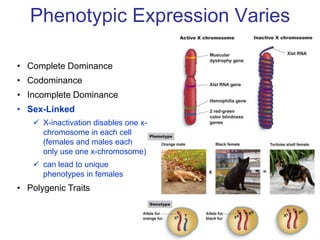 Phenotypic Expression Varies

• Complete Dominance
• Codominance
• Incomplete Dominance
• Sex-Linked
    X-inactivation disables one x-
     chromosome in each cell
     (females and males each
     only use one x-chromosome)
    can lead to unique
     phenotypes in females
• Polygenic Traits
 
