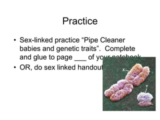 Practice
• Sex-linked practice “Pipe Cleaner
  babies and genetic traits”. Complete
  and glue to page ___ of your notebook
• OR, do sex linked handout
 
