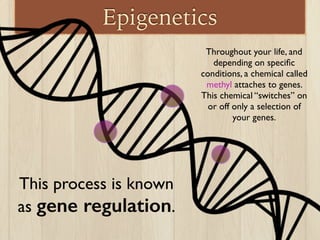 Epigenetics
Throughout your life, and
depending on speciﬁc
conditions, a chemical called
methyl attaches to genes.
This chemical “switches” on
or off only a selection of
your genes.
This process is known
as gene regulation.
 