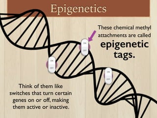 Epigenetics
These chemical methyl
attachments are called
epigenetic
tags.
Think of them like
switches that turn certain
genes on or off, making
them active or inactive.
 