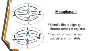 Genetics Notes | PPTX