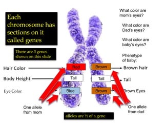 100100 100100
200200 200200
400400
300300
400400
Punnett
Squares
Genetic
Vocabulary
Word
Problems
Fun Stuff
(unlocked once
every 3 correct
answers)
300300 300300
200200
400400
100100
500500 500500 500500
100
200
300
400
500
 