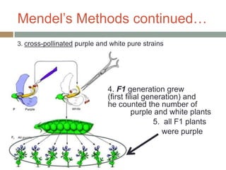 Mendel’s Methods continued…
3. cross-pollinated purple and white pure strains




                              4. F1 generation grew
                              (first filial generation) and
                              he counted the number of
                                        purple and white plants
                                               5. all F1 plants
                                                  were purple
 