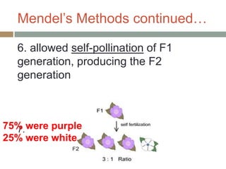 Mendel’s Methods continued…

  6. allowed self-pollination of F1
  generation, producing the F2
  generation



75% were purple
  7.
25% were white
 
