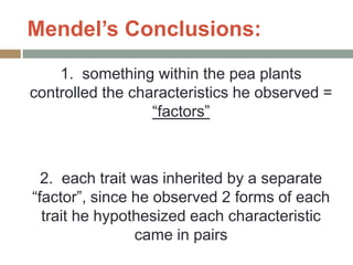 Mendel’s Conclusions:
    1. something within the pea plants
controlled the characteristics he observed =
                  “factors”



  2. each trait was inherited by a separate
“factor”, since he observed 2 forms of each
  trait he hypothesized each characteristic
                came in pairs
 