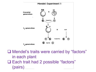  Mendel’s traits were carried by “factors”
  in each plant
 Each trait had 2 possible “factors”
  (pairs)
 