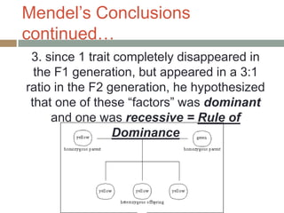Mendel’s Conclusions
continued…
 3. since 1 trait completely disappeared in
  the F1 generation, but appeared in a 3:1
ratio in the F2 generation, he hypothesized
 that one of these “factors” was dominant
     and one was recessive = Rule of
                 Dominance
 