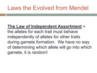 Laws the Evolved from Mendel


The Law of Independent Assortment =
the alleles for each trait must behave
independently of alleles for other traits
during gamete formation. We have no way
of determining which allele will go into which
gamete, it is random!
 