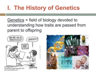 I. The History of Genetics
Genetics = field of biology devoted to
understanding how traits are passed from
parent to offspring
 