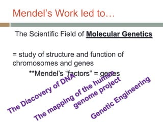 Mendel’s Work led to…
The Scientific Field of Molecular Genetics

= study of structure and function of
chromosomes and genes
     **Mendel’s “factors” = genes
 
