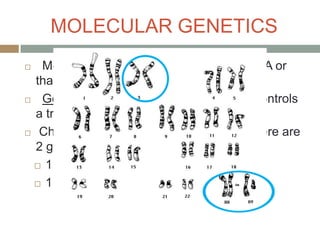 MOLECULAR GENETICS
  Mendel did not know the structure of DNA or
  that there were genes during his research
  Gene = segment of DNA on a CH that controls
  a trait
 Chromosomes (CH’s) occur in pairs = there are

  2 genes responsible for each trait
   1 from mom

   1 from dad
 
