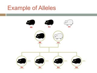 Example of Alleles
 
