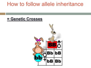 How to follow allele inheritance

= Genetic Crosses
 