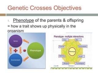 Genetic Crosses Objectives
1.   Phenotype of the parents & offspring
= how a trait shows up physically in the
organism
 