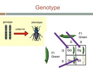 Genotype
 