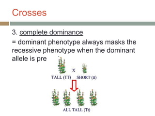 Crosses
3. complete dominance
= dominant phenotype always masks the
recessive phenotype when the dominant
allele is present
 