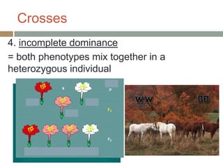 Crosses
4. incomplete dominance
= both phenotypes mix together in a
heterozygous individual
 
