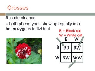 Crosses
5. codominance
= both phenotypes show up equally in a
heterozygous individual   B = Black cat
                           W = White cat
 