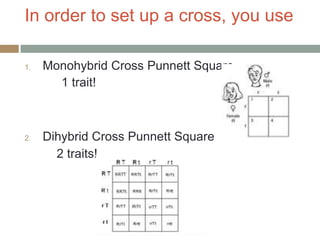 In order to set up a cross, you use

1.   Monohybrid Cross Punnett Square
       1 trait!



2.   Dihybrid Cross Punnett Square
       2 traits!
 