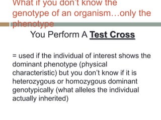 What if you don’t know the
genotype of an organism…only the
phenotype
    You Perform A Test Cross

= used if the individual of interest shows the
dominant phenotype (physical
characteristic) but you don’t know if it is
heterozygous or homozygous dominant
genotypically (what alleles the individual
actually inherited)
 
