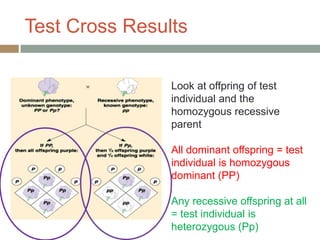 Test Cross Results

                Look at offpring of test
                individual and the
                homozygous recessive
                parent

                All dominant offspring = test
                individual is homozygous
                dominant (PP)

                Any recessive offspring at all
                = test individual is
                heterozygous (Pp)
 