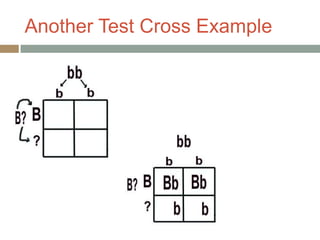 Another Test Cross Example
 
