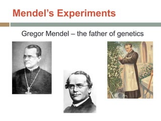 Mendel’s Experiments
 Gregor Mendel – the father of genetics
 