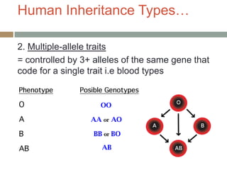 Human Inheritance Types…

2. Multiple-allele traits
= controlled by 3+ alleles of the same gene that
code for a single trait i.e blood types
 