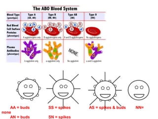 AA = buds   SS = spikes   AS = spikes & buds   NN=
none
    AN = buds   SN = spikes
 