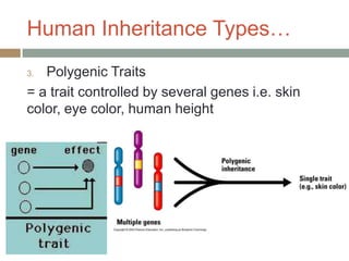 Human Inheritance Types…
3. Polygenic Traits
= a trait controlled by several genes i.e. skin
color, eye color, human height
 