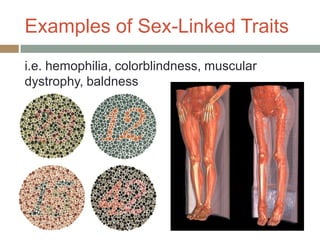 Examples of Sex-Linked Traits
i.e. hemophilia, colorblindness, muscular
dystrophy, baldness
 