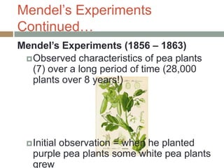 Mendel’s Experiments
Continued…
Mendel’s Experiments (1856 – 1863)
  Observed characteristics of pea plants
   (7) over a long period of time (28,000
   plants over 8 years!)




  Initial
         observation = when he planted
   purple pea plants some white pea plants
   grew
 