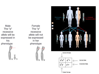 Male            Female
   The "a"          The "a"
 recessive         recessive
allele will be   allele will not
expressed in     be expressed
      his            in her
phenotype         phenotype
 