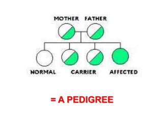 = A PEDIGREE
 