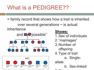 What is a PEDIGREE??
= family record that shows how a trait is inherited
       over several generations ~ is actual
inheritance
                             Shows:
      and not “possible”     1. Sex of individuals
                             2. “marriages”
                             3. Number of
                                offspring
                             4. Type of trait
                                    a. Single-
                             allele
                                    b. Sex-linked
 