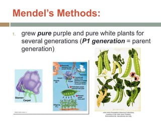 Mendel’s Methods:
1.   grew pure purple and pure white plants for
     several generations (P1 generation = parent
     generation)
 